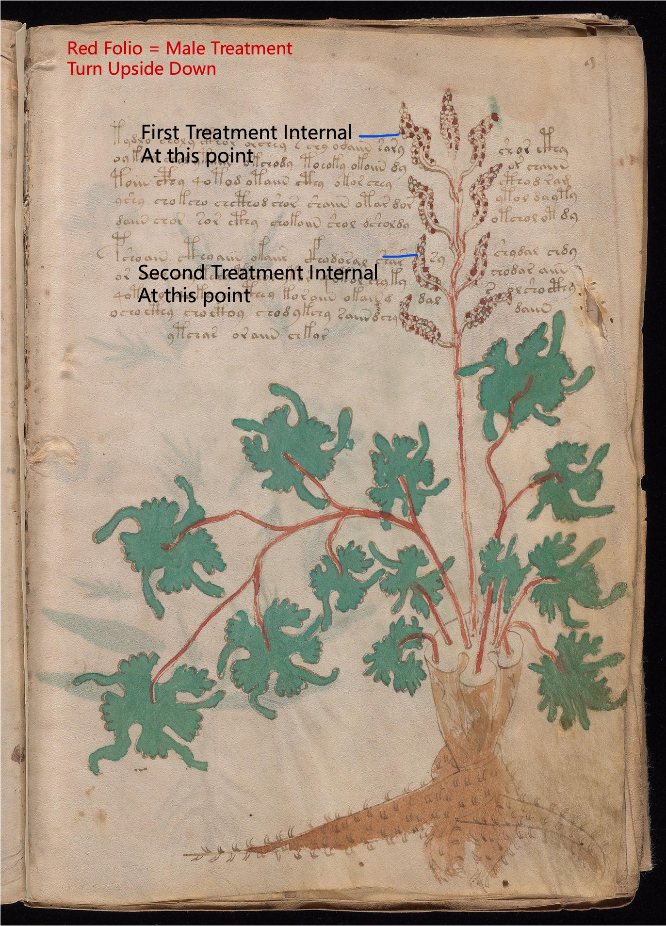 Secondary labelled diagram of Folio 9r